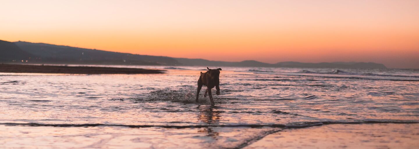 Dog running through shallow surf on a beach at sunset