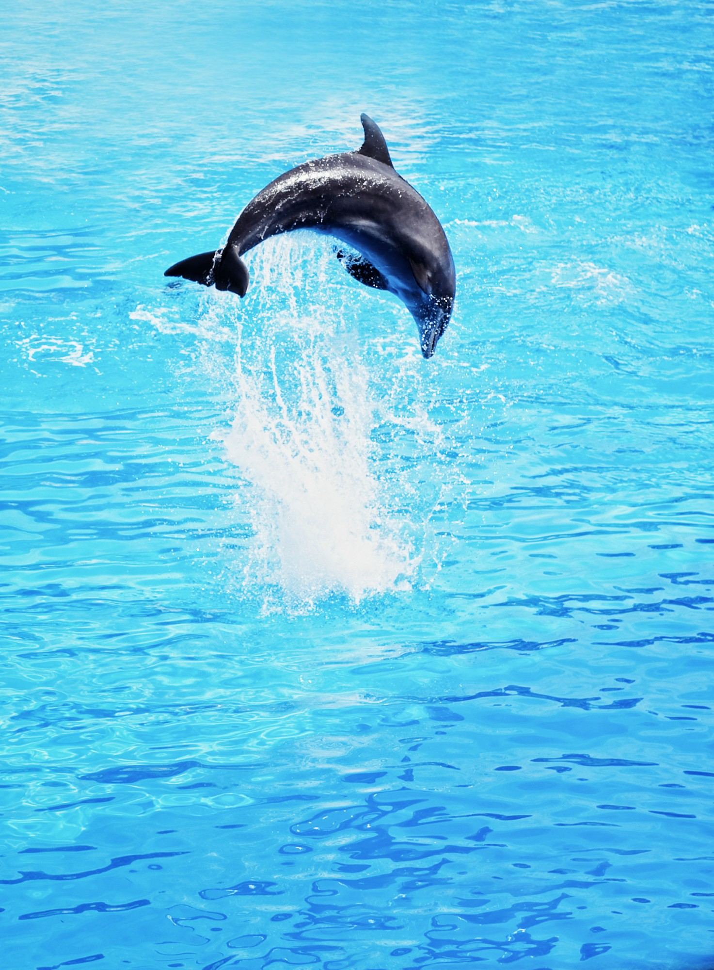 Dolphin Tour Orange Beach